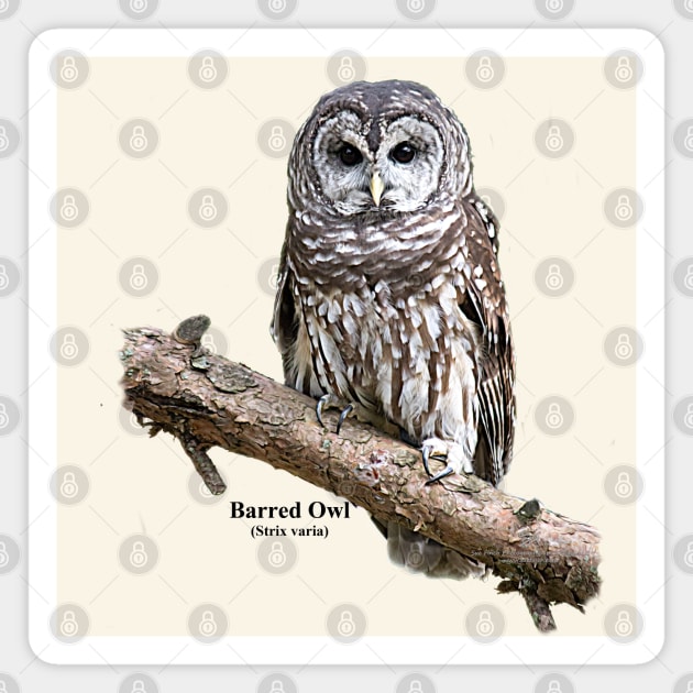 Barred Owl Magnet by Sue Finch Photography and Design LLC